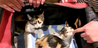 里親さんに出会った子猫達