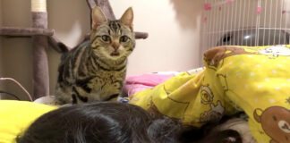 飼い主さんを心配する猫