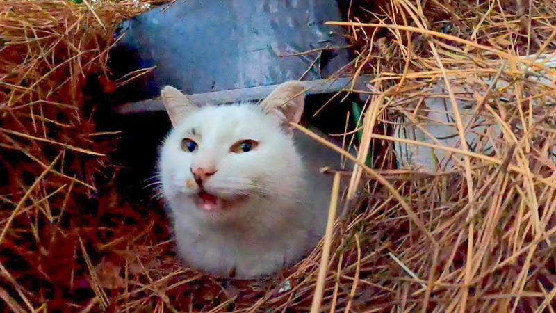 寒いので家の中からでいいですか よく喋る猫さんが 竪穴式猫住居の中から挨拶してきた エウレカねこ部