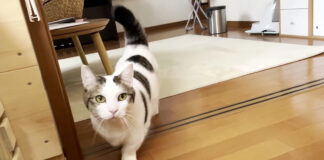 駆け寄ってくる猫