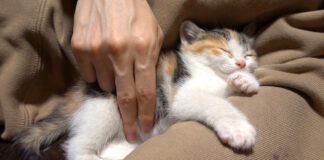 保護して2日目の子猫