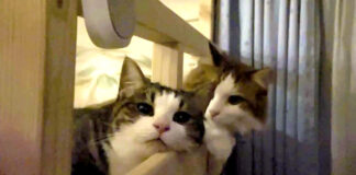 ベッドから覗く猫