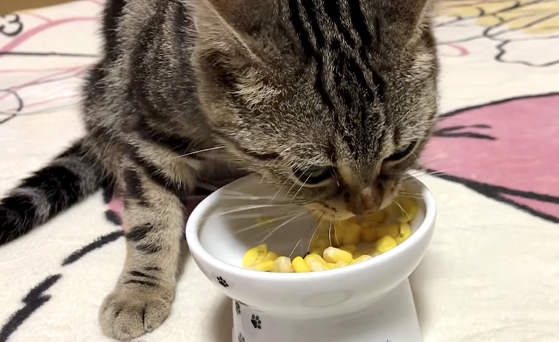 猫が枕の粒食べた セール