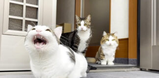 スズメにクラッキングする猫