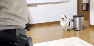 駄々っ子な猫