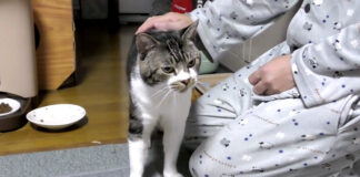 ドスの利いた声を出す猫