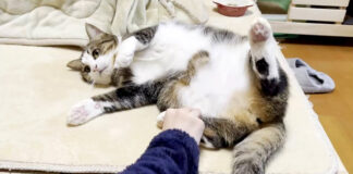 撫でられる猫