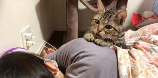 飼い主さんを看病する猫