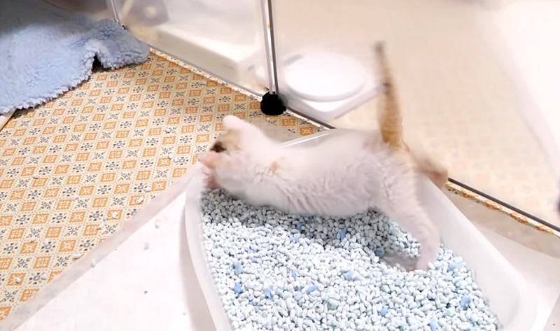 暴れる子猫