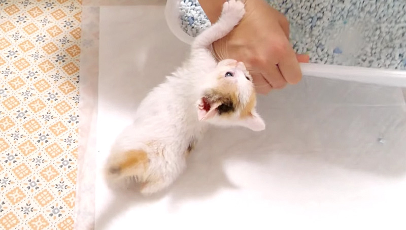 阻止する子猫