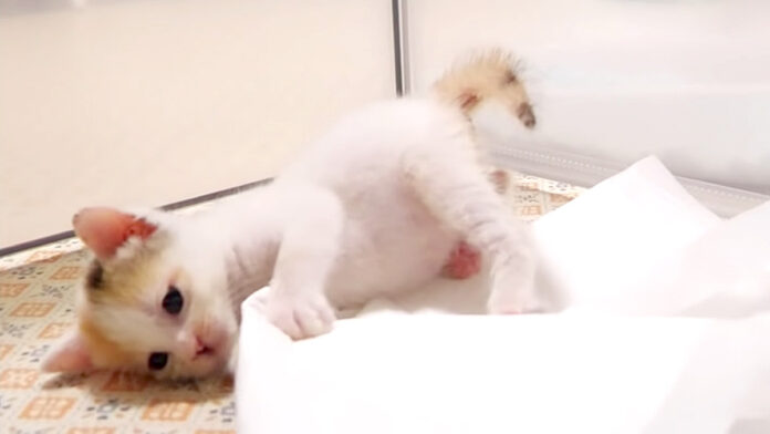 逆襲する子猫