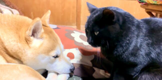 柴犬と寝たい猫