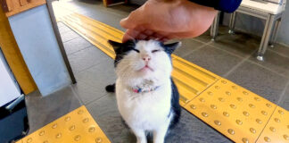 撫でられる猫