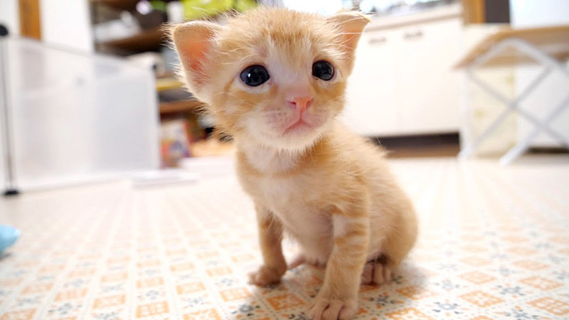 見つめる子猫