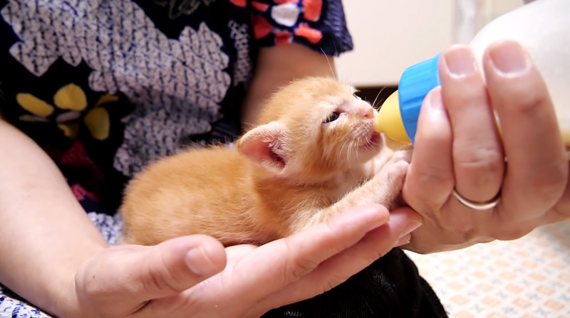 ミルクを飲む子猫