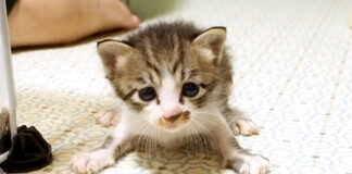 ミルクが飲みたい子猫