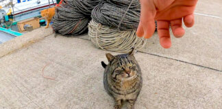 漁港で出会ったキジトラ猫