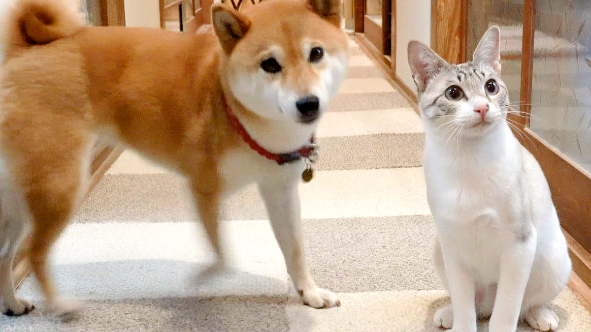 犬と猫