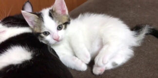 お母さんに寄り添う子猫