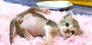 お腹がポンポコな子猫