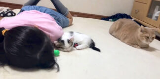 女の子と添い寝する子猫