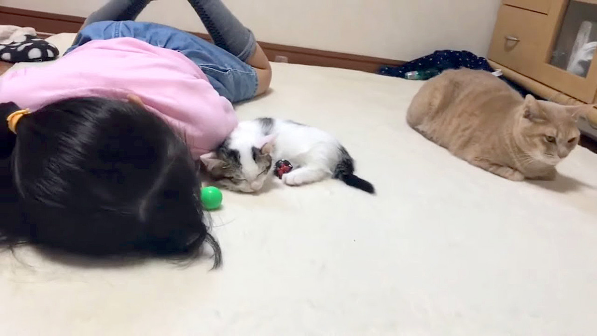 女の子と添い寝する子猫