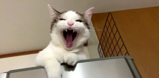 人に頼る猫