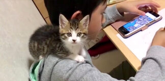 肩に乗る子猫