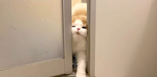 お風呂にきた猫