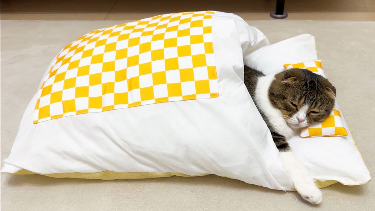 布団で眠る猫