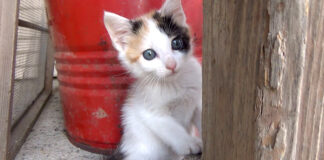 ビクビクする子猫