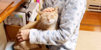 膝に乗る猫