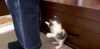 足に挑む子猫