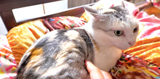 地震中の猫