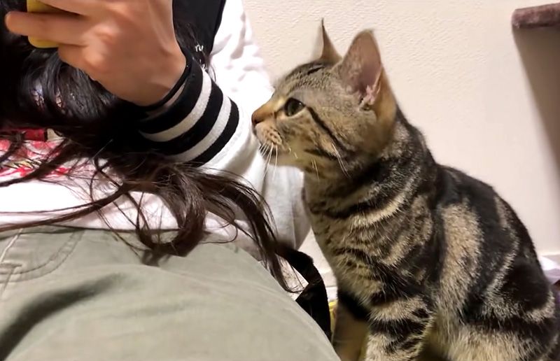 甘えたい猫