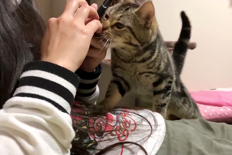 甘えたい猫