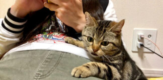 甘えたい猫