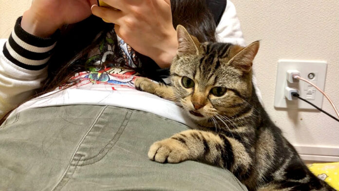 甘えたい猫