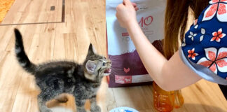 ご飯が食べたい子猫