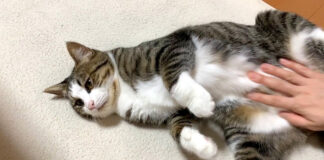 コテンとする猫