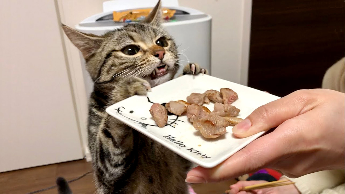 ラム肉が食べたい猫