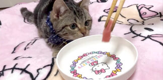マグロが気になる子猫