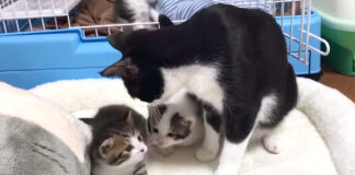 子猫達を見守る母猫