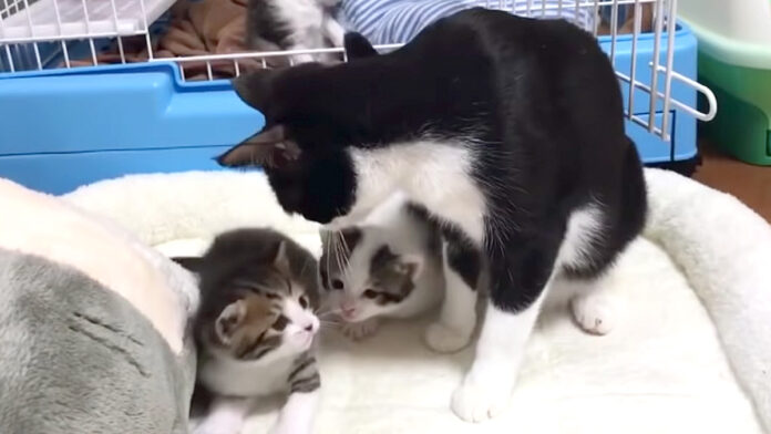 子猫達を見守る母猫