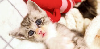 甘える子猫