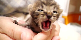 大鳴きする子猫
