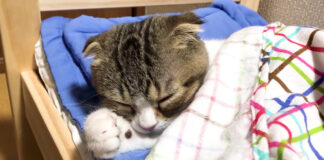眠る子猫