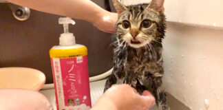 シャンプーされる猫