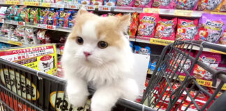 買い物に出かけた猫