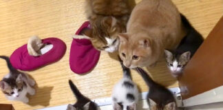 お風呂掃除に群がる猫達